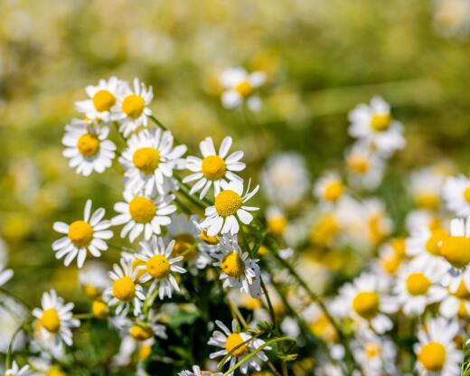 kl_chamomile_active-ingredient_field_plant_2019 -63- 520x416